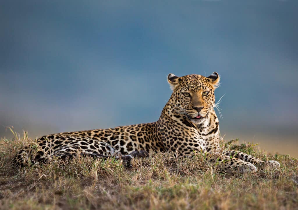 Leopards in the Serengeti