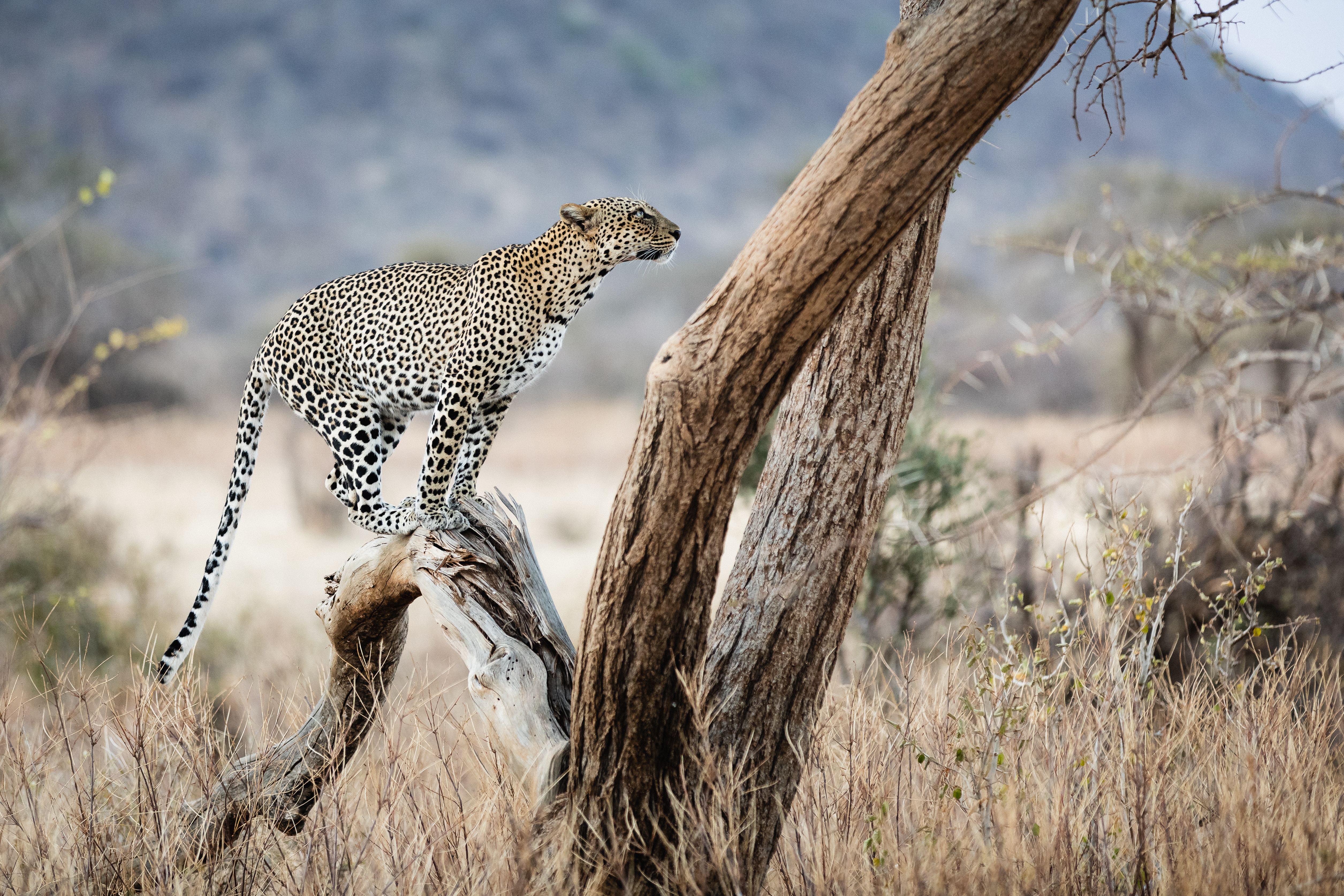 leopard on a tree at sunset samburu national res 2024 11 27 19 29 57 utc