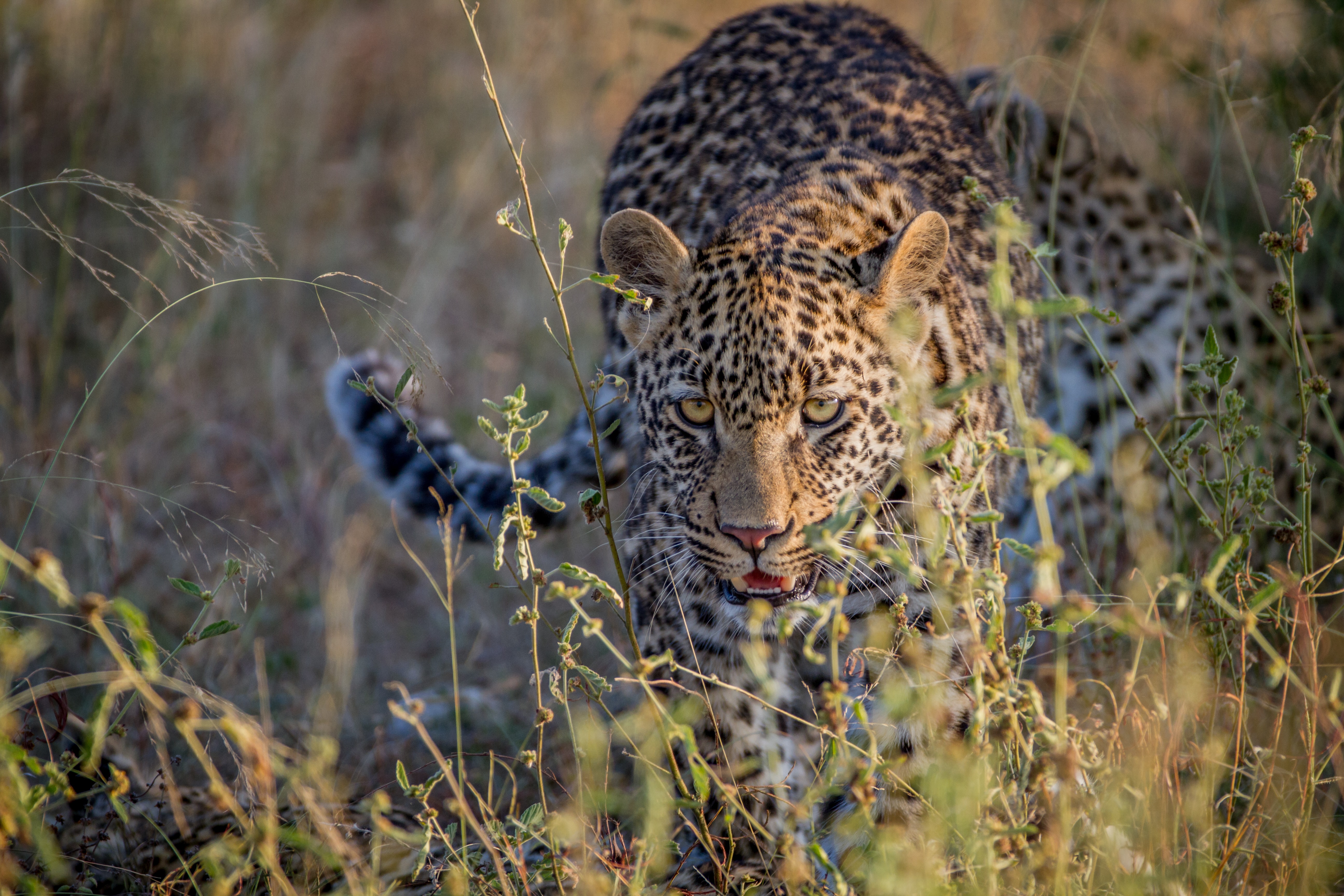 leopard on the hunt in the high grass 2026 01 07 06 44 09 utc