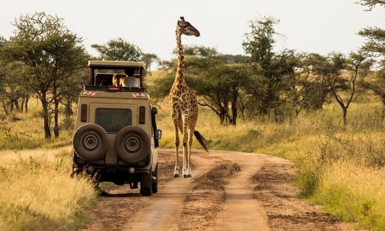Game drives
