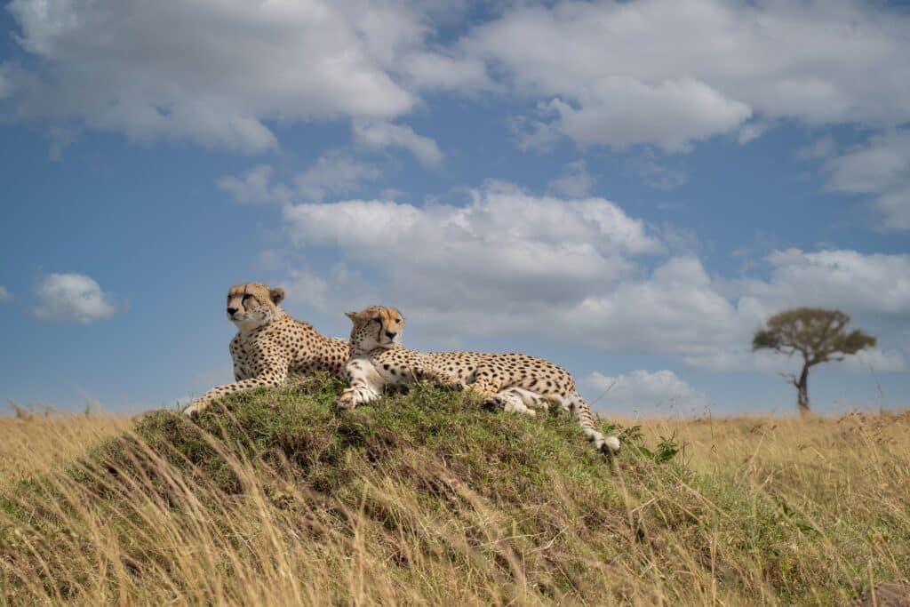 The Serengeti Ecosystem Explained