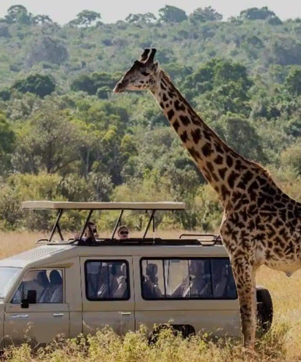 Expert-Guided Game Drives