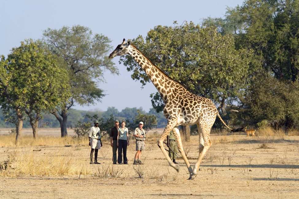 Walking Safari in the Serengeti: Is It Allowed and Where? 2 walking safari
