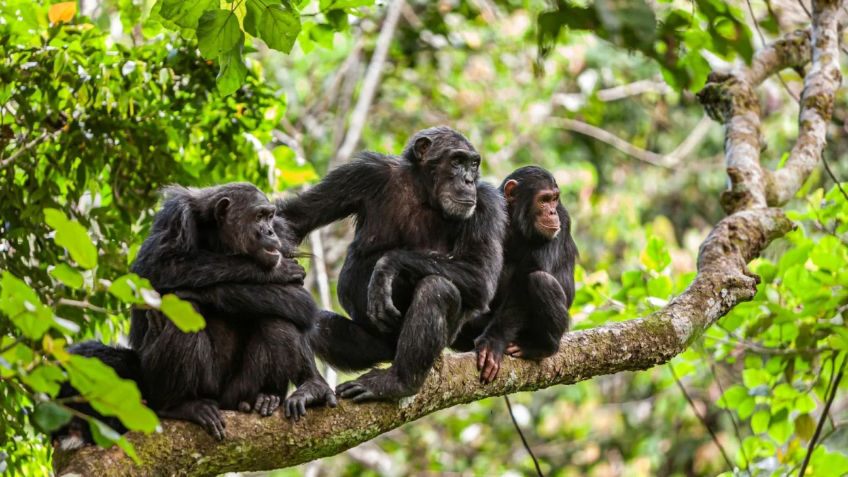 Touring the Sweetwaters Chimpanzee Sanctuary