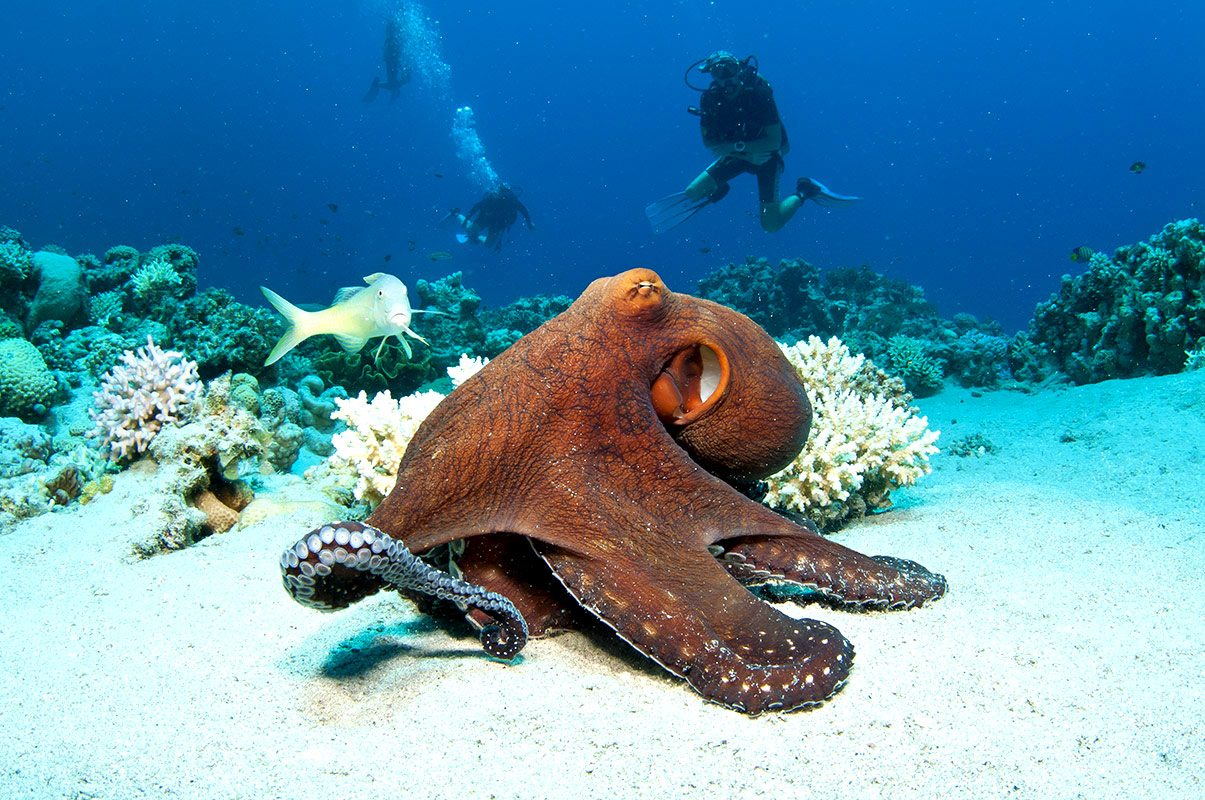 wreck Diving in Zanzibar Island