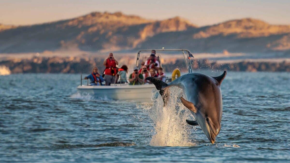 Dolphin Encounters Offshore