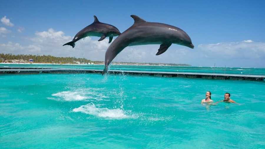 Dolphin Encounters at Kizimkazi