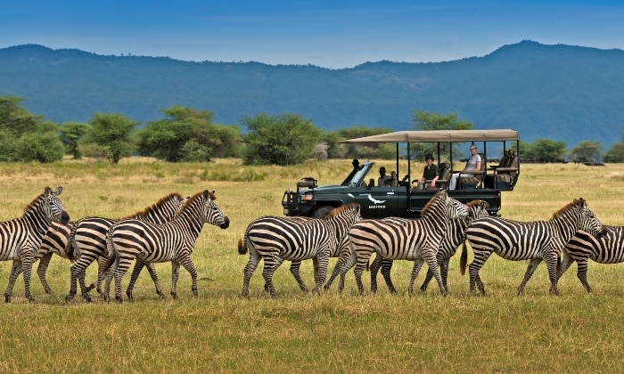 Game Drives