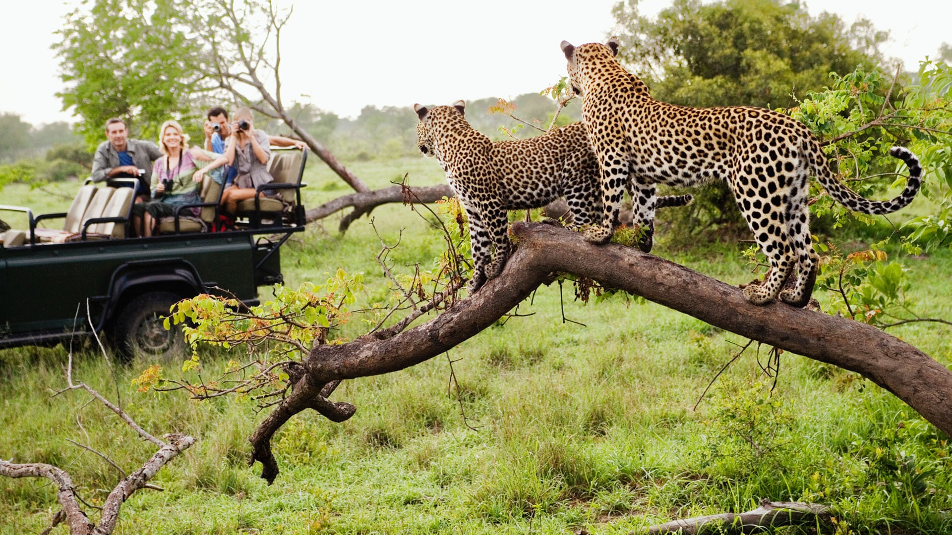 Game Drives