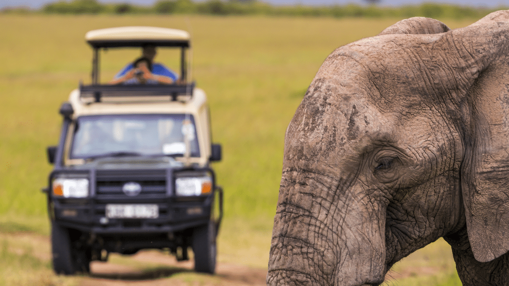 Guided 4WD Game Drives