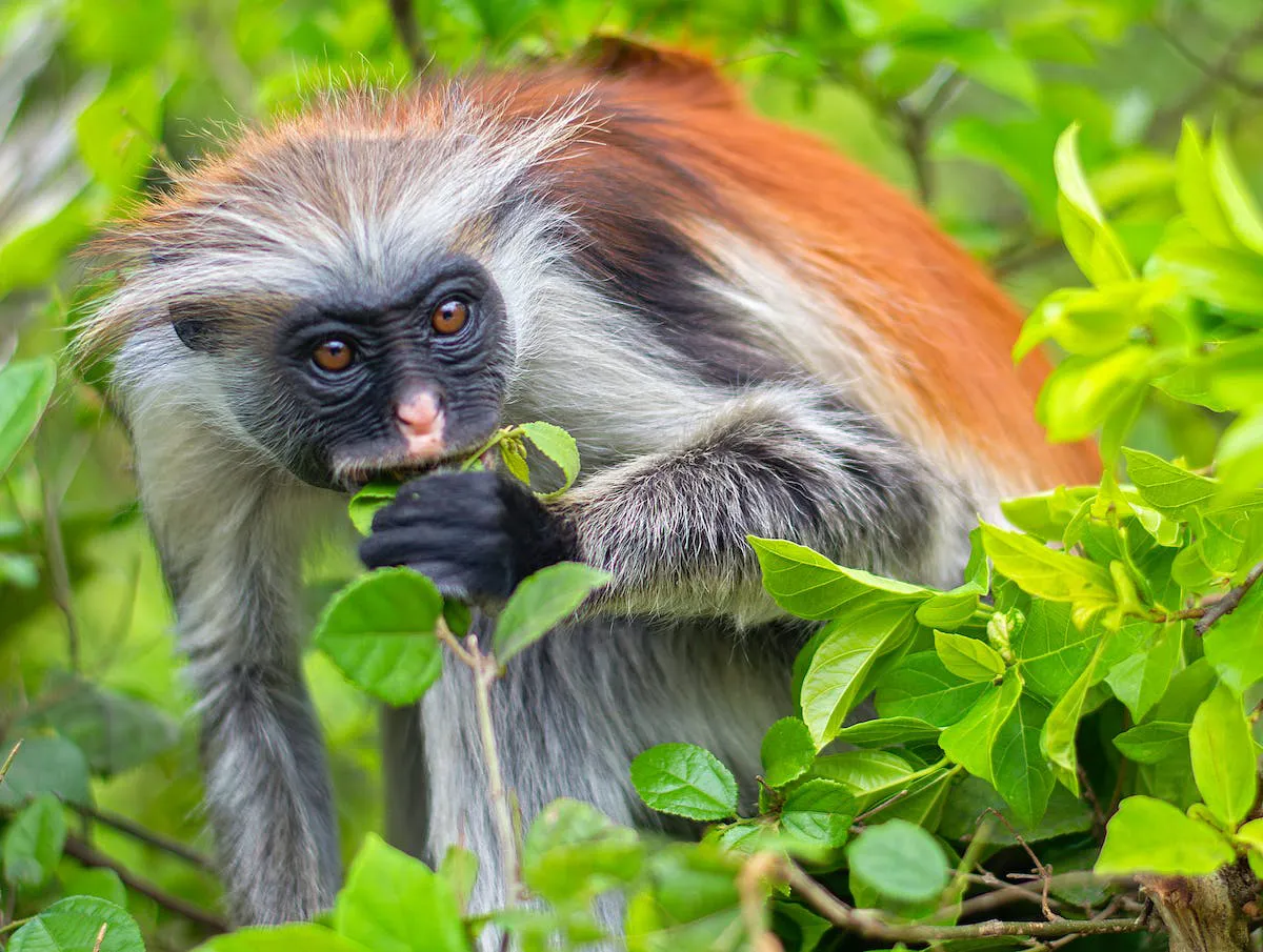 Zanzibar red colobus monkey in Jozani Forest