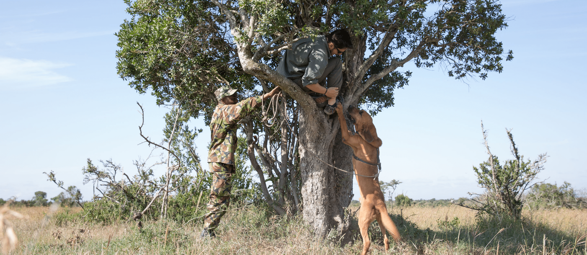 Dog Tracking