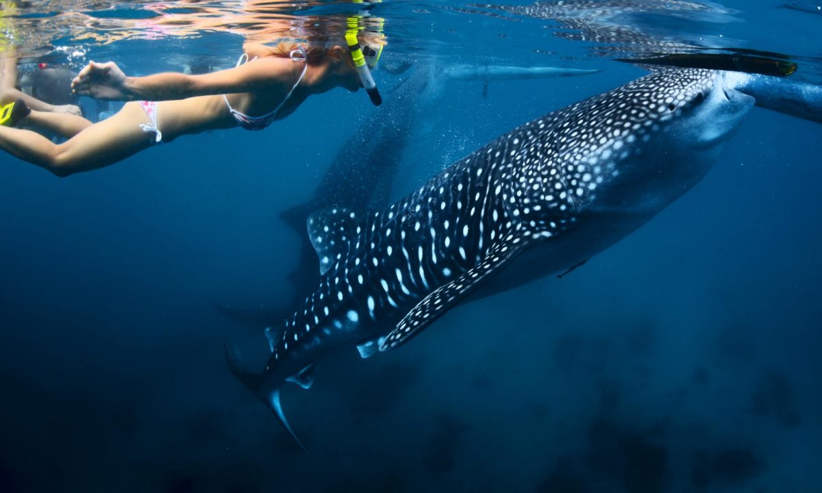 Seasonal Swimming with Whale Sharks