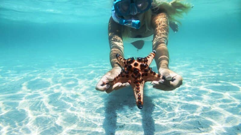 Snorkelling excursions