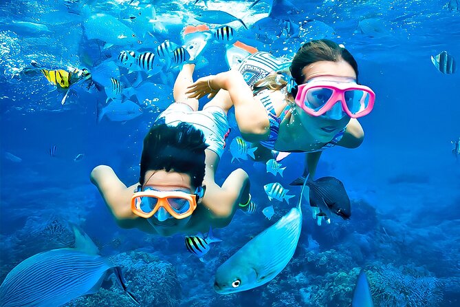 Snorkelling and diving trips