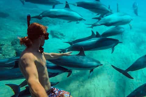 Wildlife Snorkelling