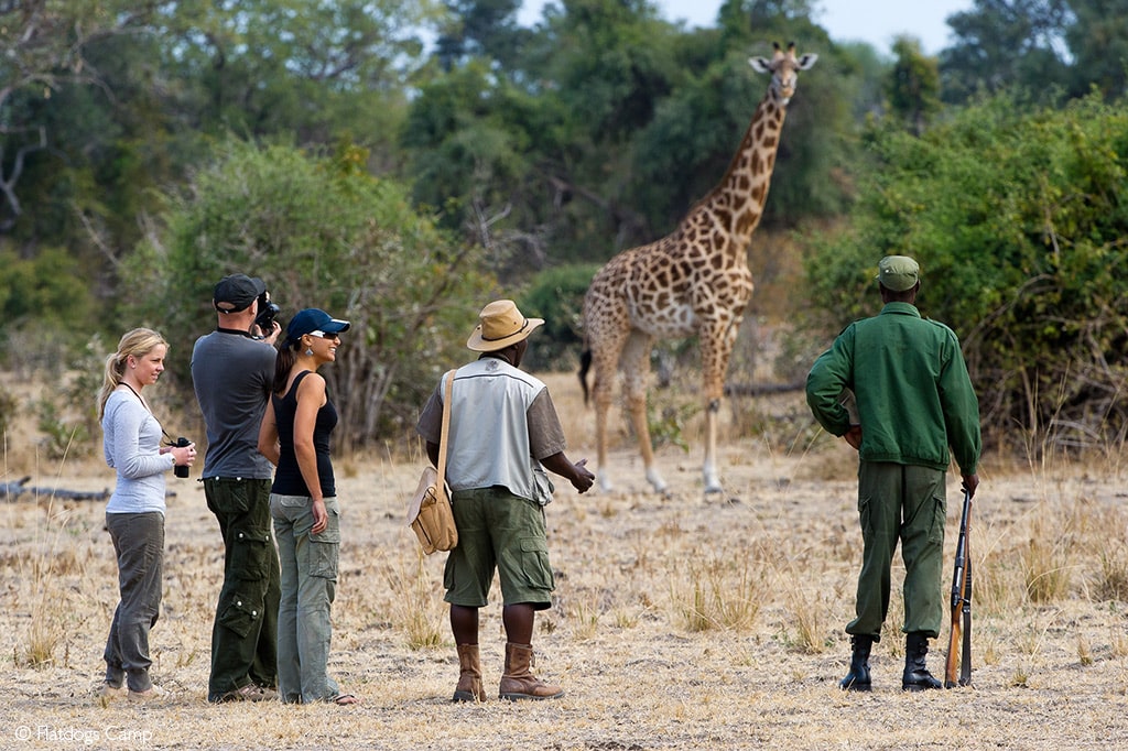 Walking Safaris