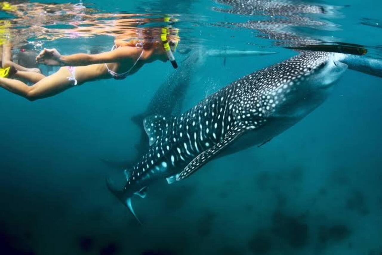 Whale Shark Excursions