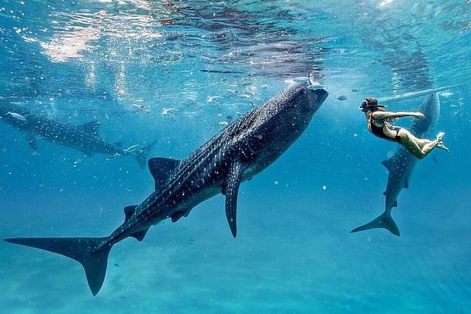 Whale shark encounters
