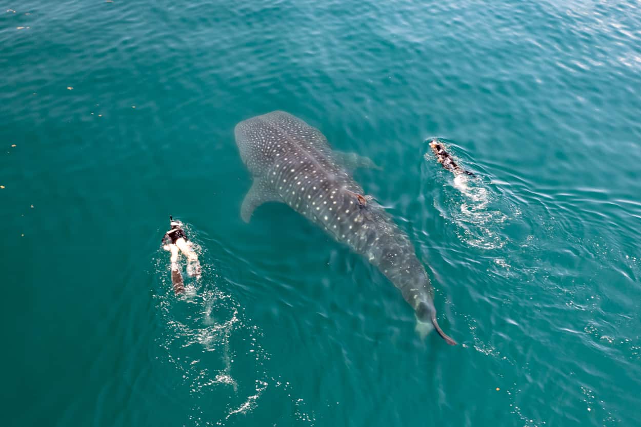 Whale shark swimming (seasonal)