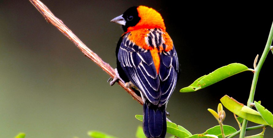 birdwatching