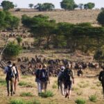 walking safari