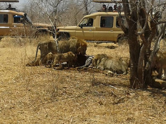 Game drives