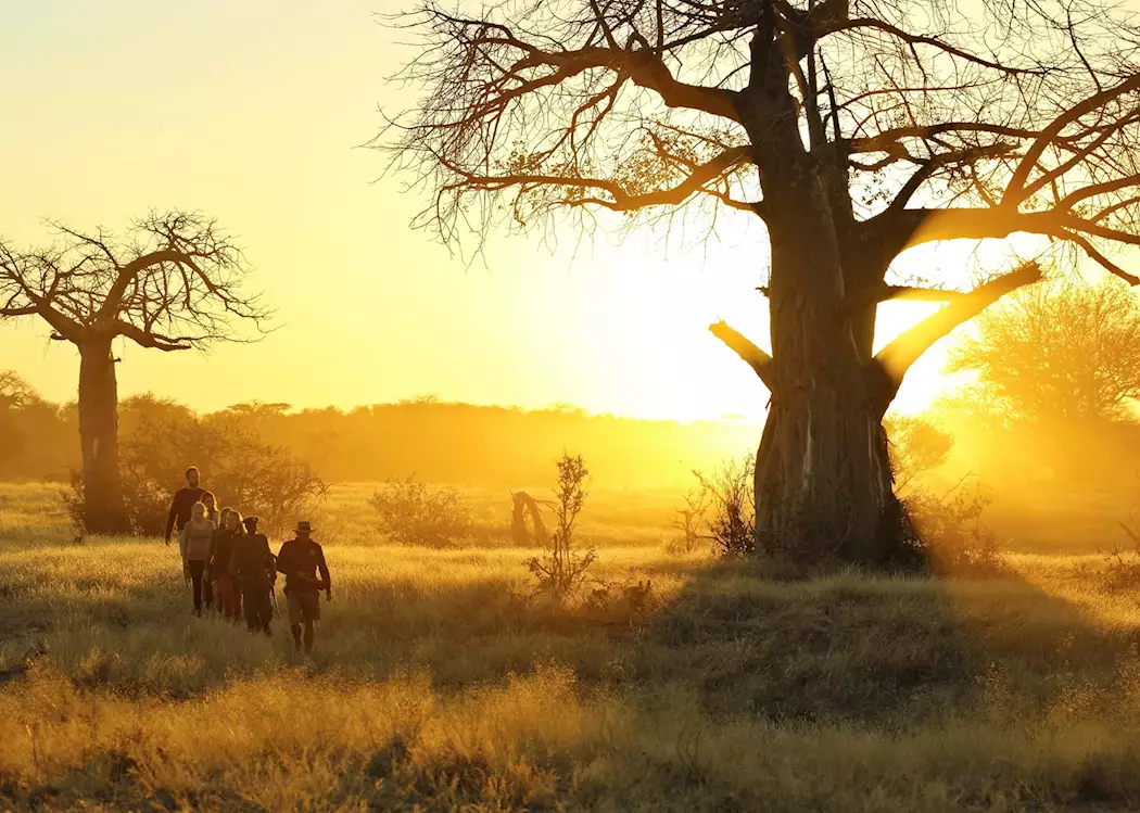 Walking safaris