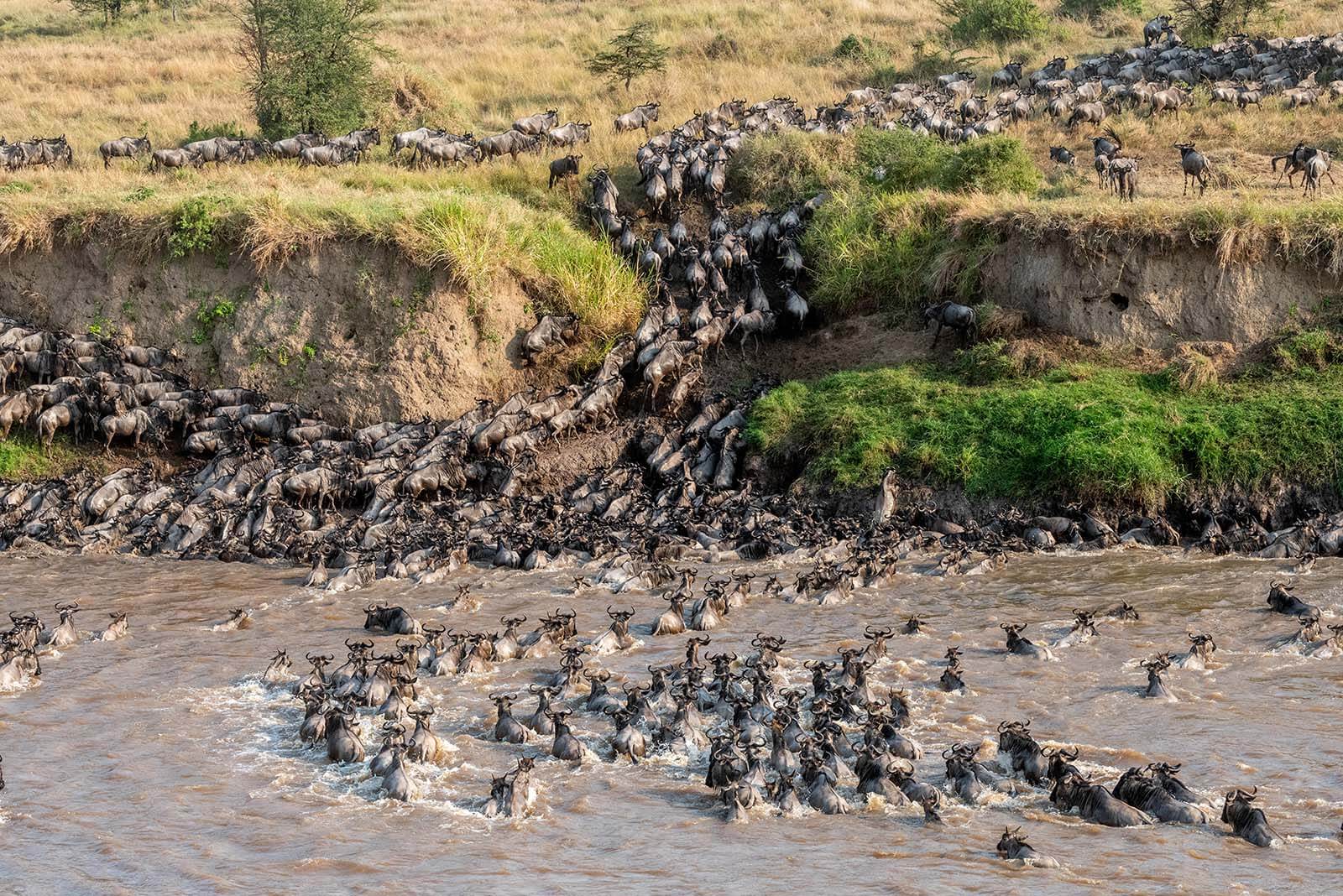 6-Day Mara Migration Special Safari:
