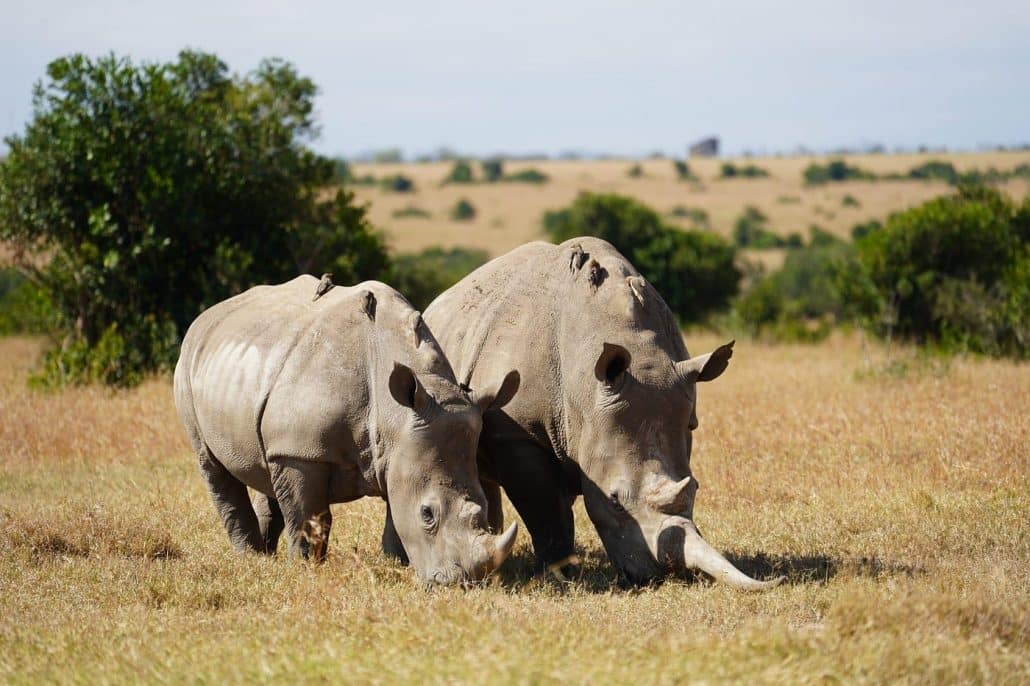 Visiting the Last Northern White Rhinos