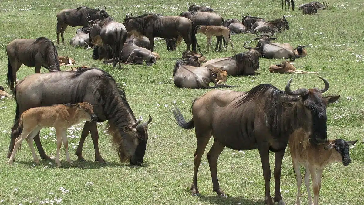 Newborn wildebeest calves on the Ndutu plains during peak calving season