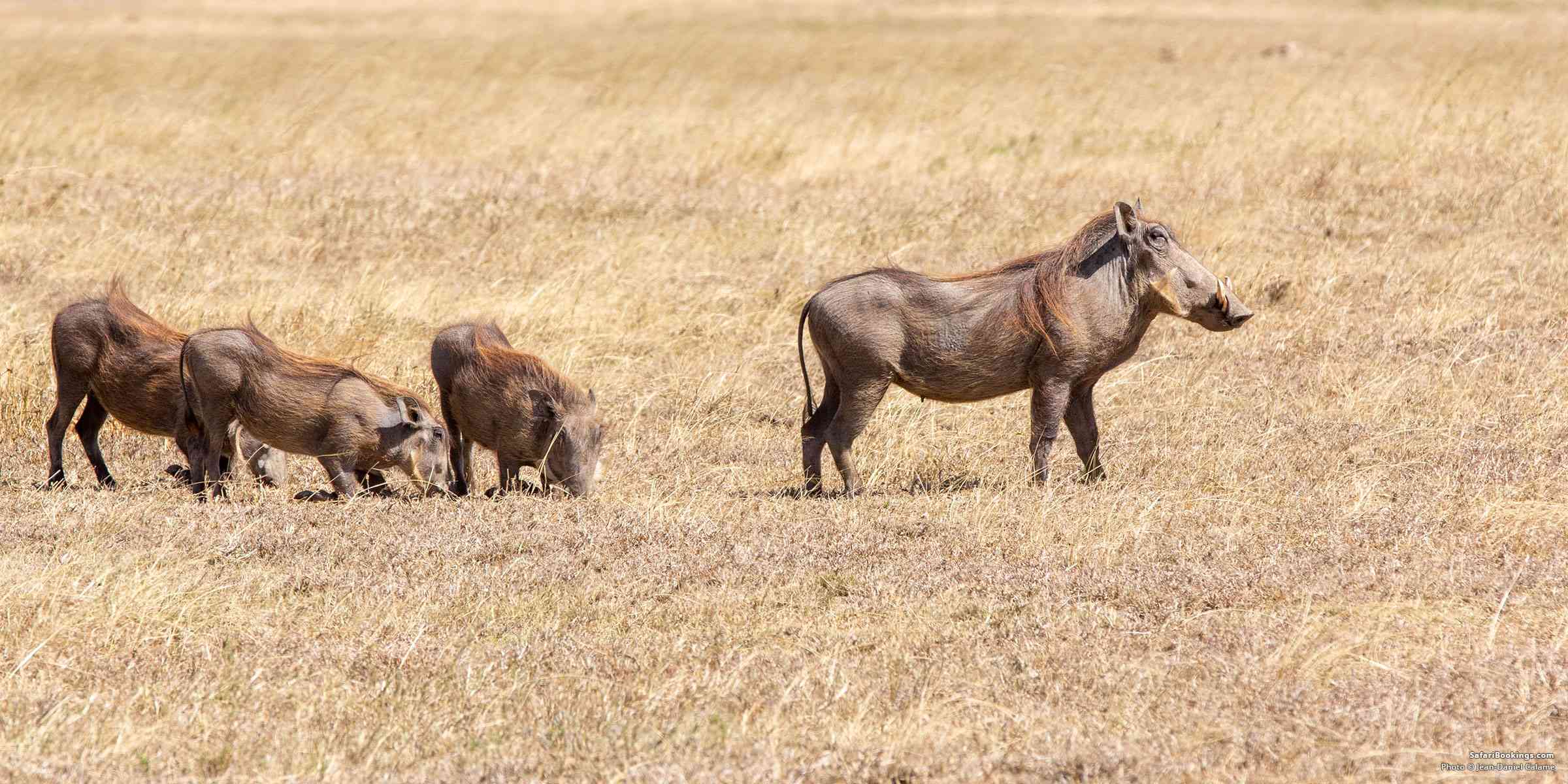 Common Warthog photograph