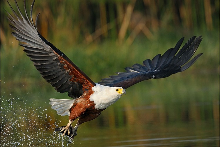Wildlife identification charts 38 African Fish Eagle