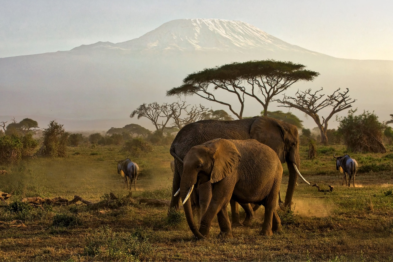 The Big Tuskers