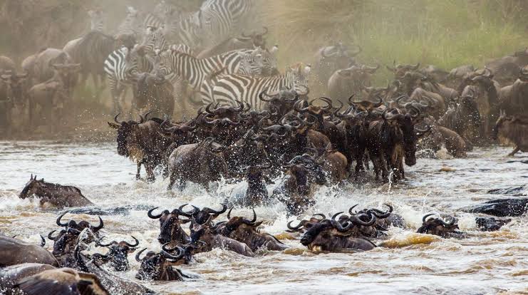 How Long Should You Spend in the Serengeti?