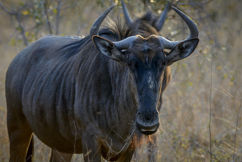 Blue Wildebeest photograph