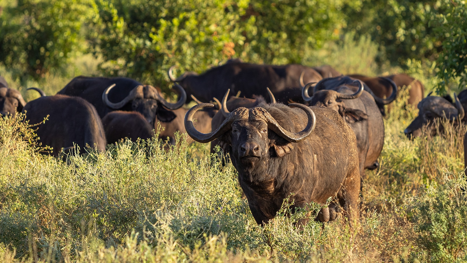 Buffalo and Elephant in the Forest Zone