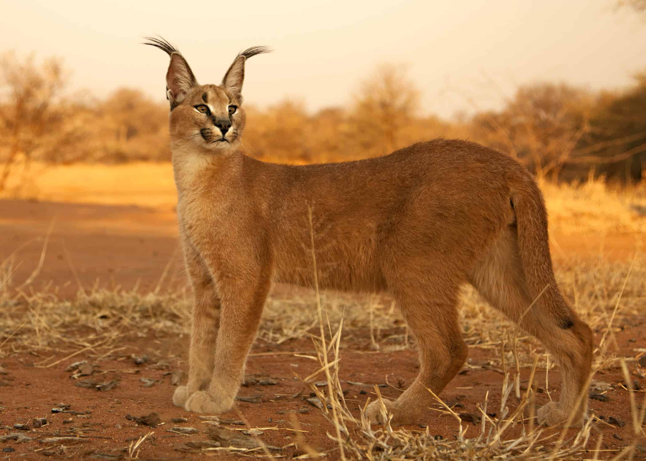 Wildlife identification charts 10 Caracal