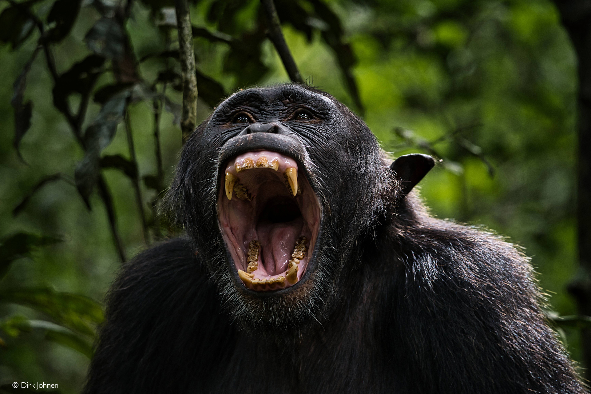 Wildlife identification charts 25 Chimpanzee