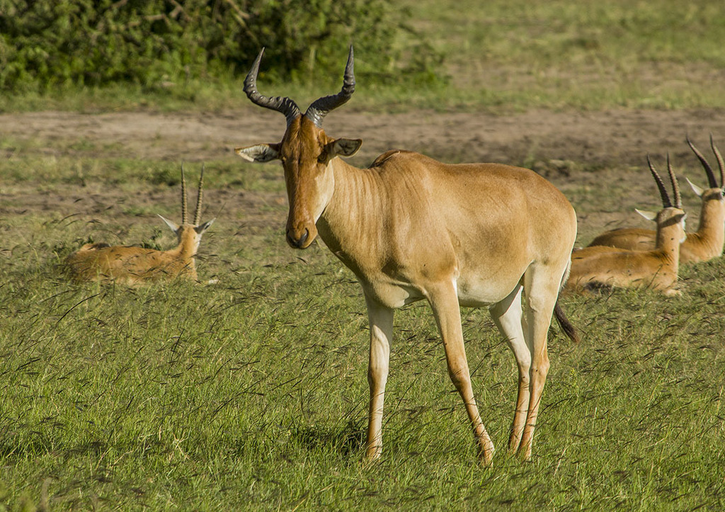 Wildlife identification charts 16 Hartebeest