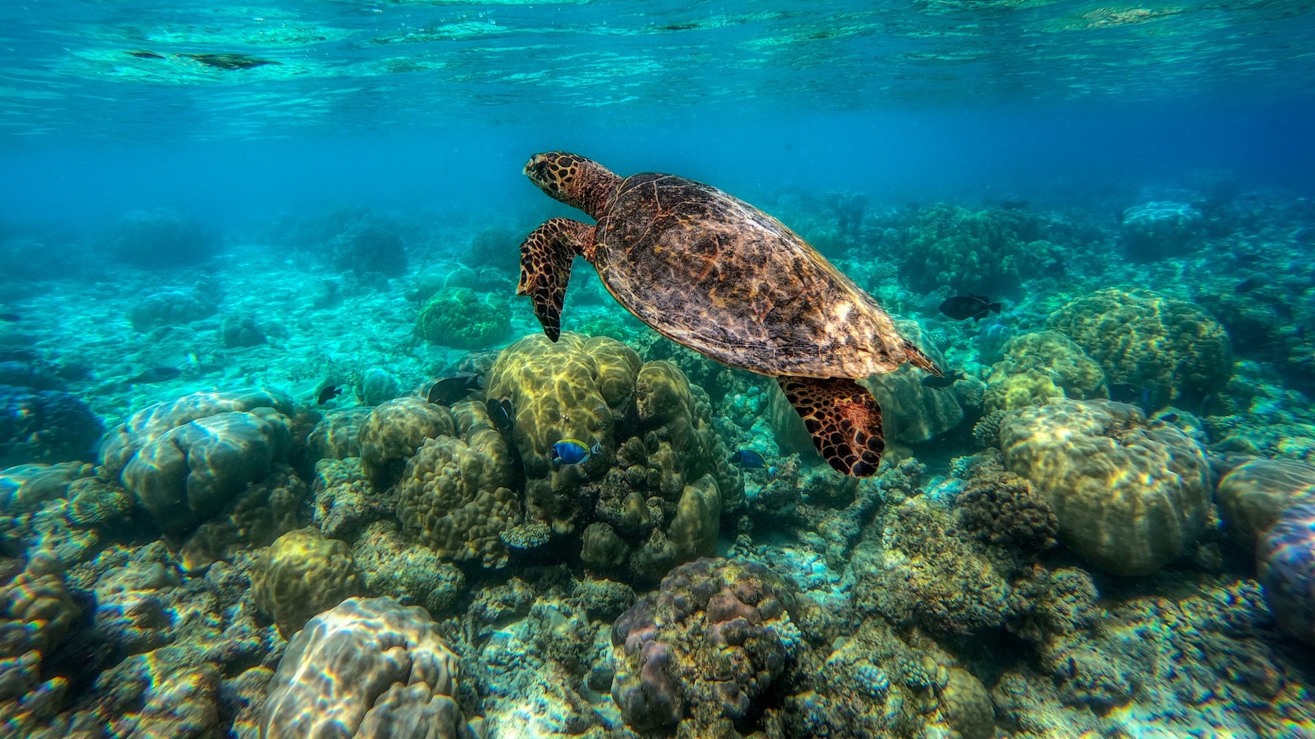 Coral reef at Mnemba Atoll near Zanzibar