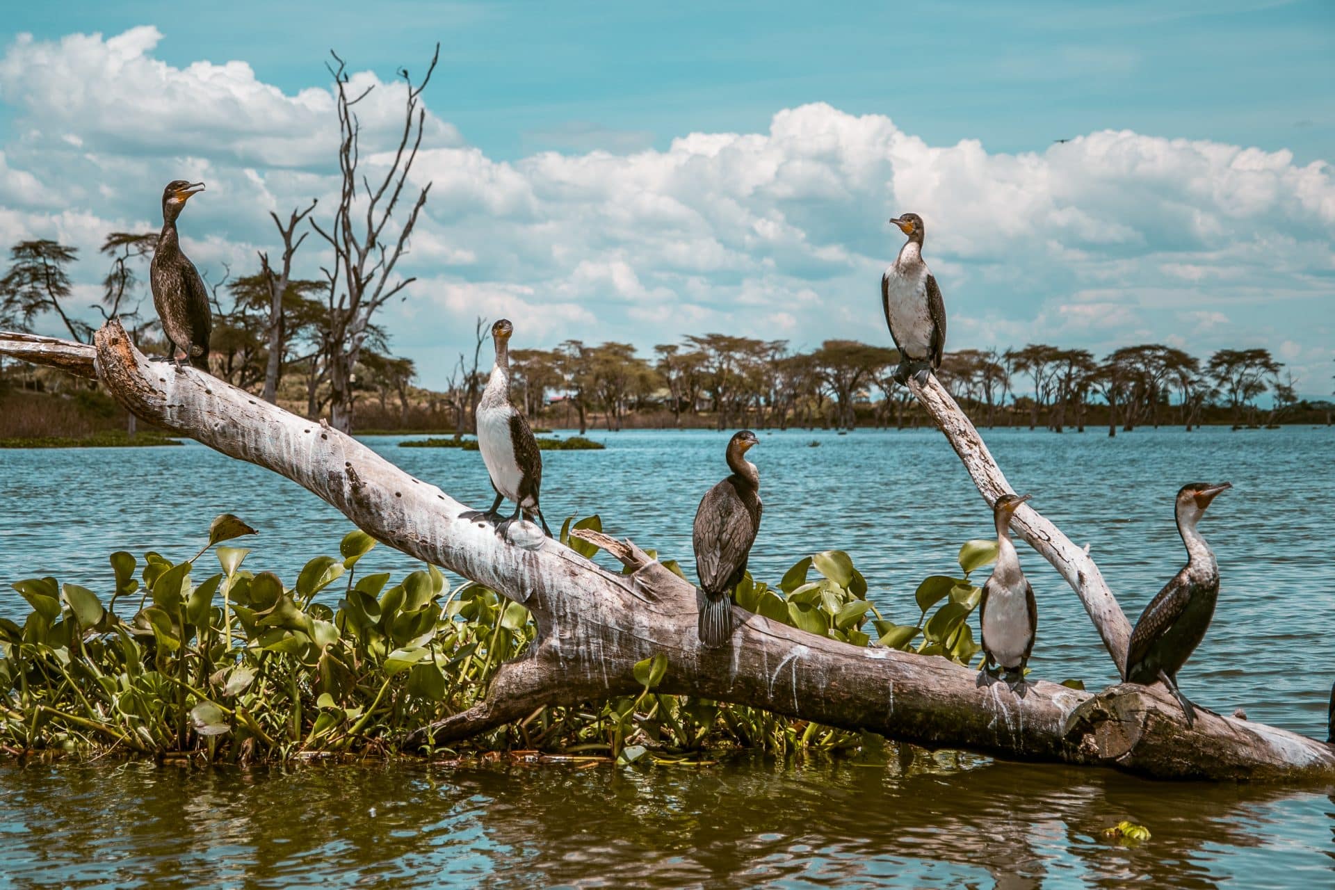 Walking Among Wildlife on Crescent Island
