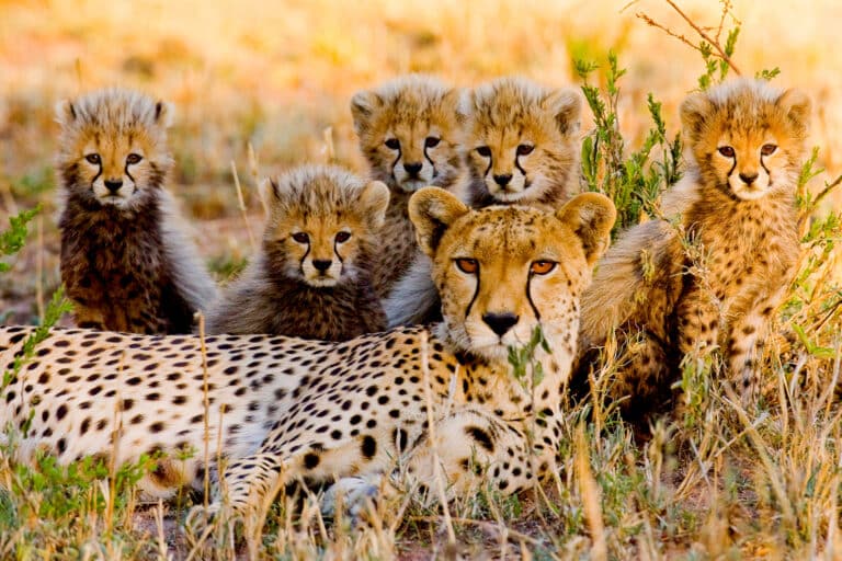 Serengeti