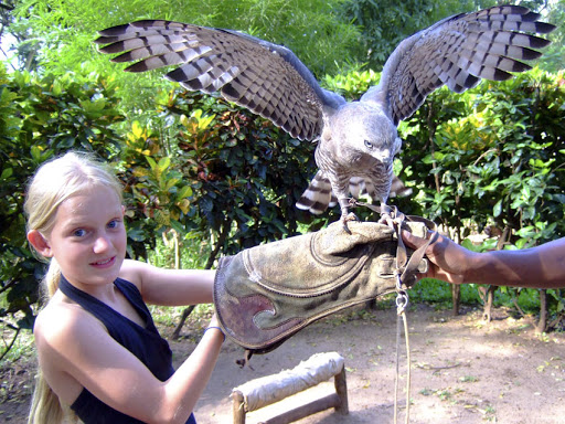 Falconry Kenya