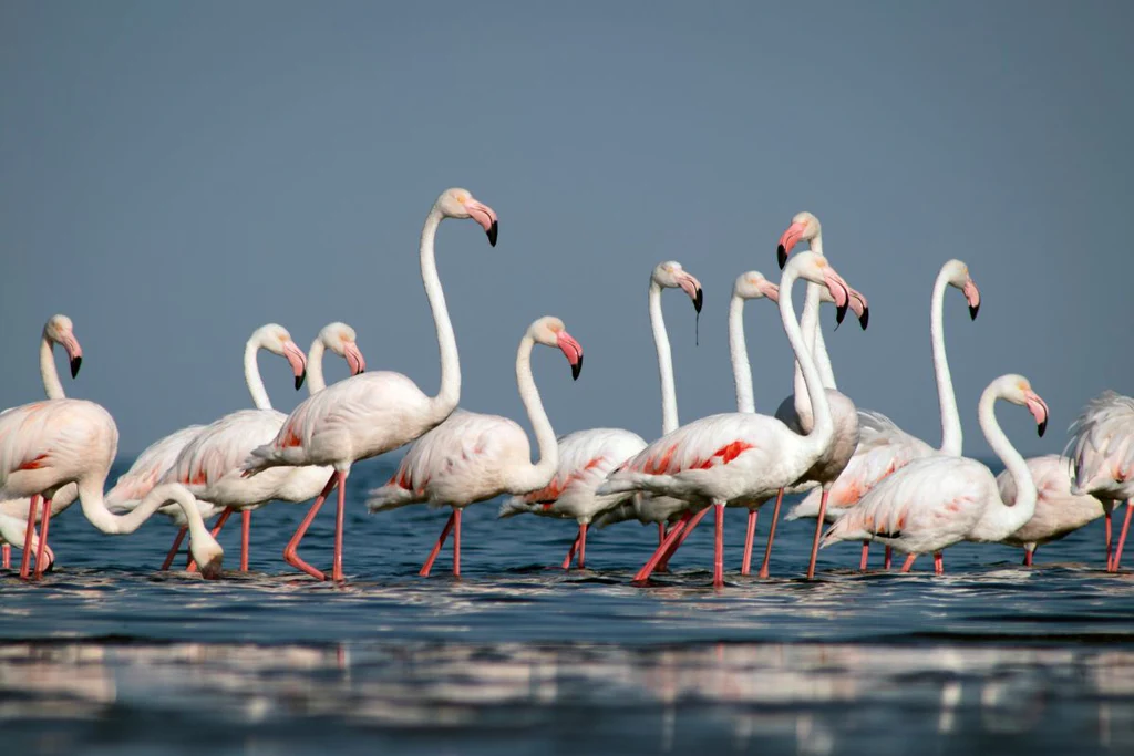 Flamingos and waterbirds at Lake Manyara