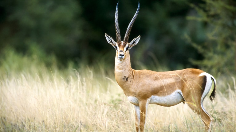 Wildlife identification charts 19 Grant's Gazelle