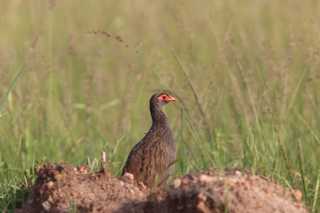 Grassland birds in the Maasai Mara