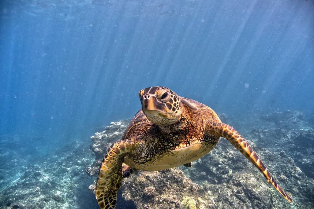 Wildlife identification charts 41 Green Sea Turtle
