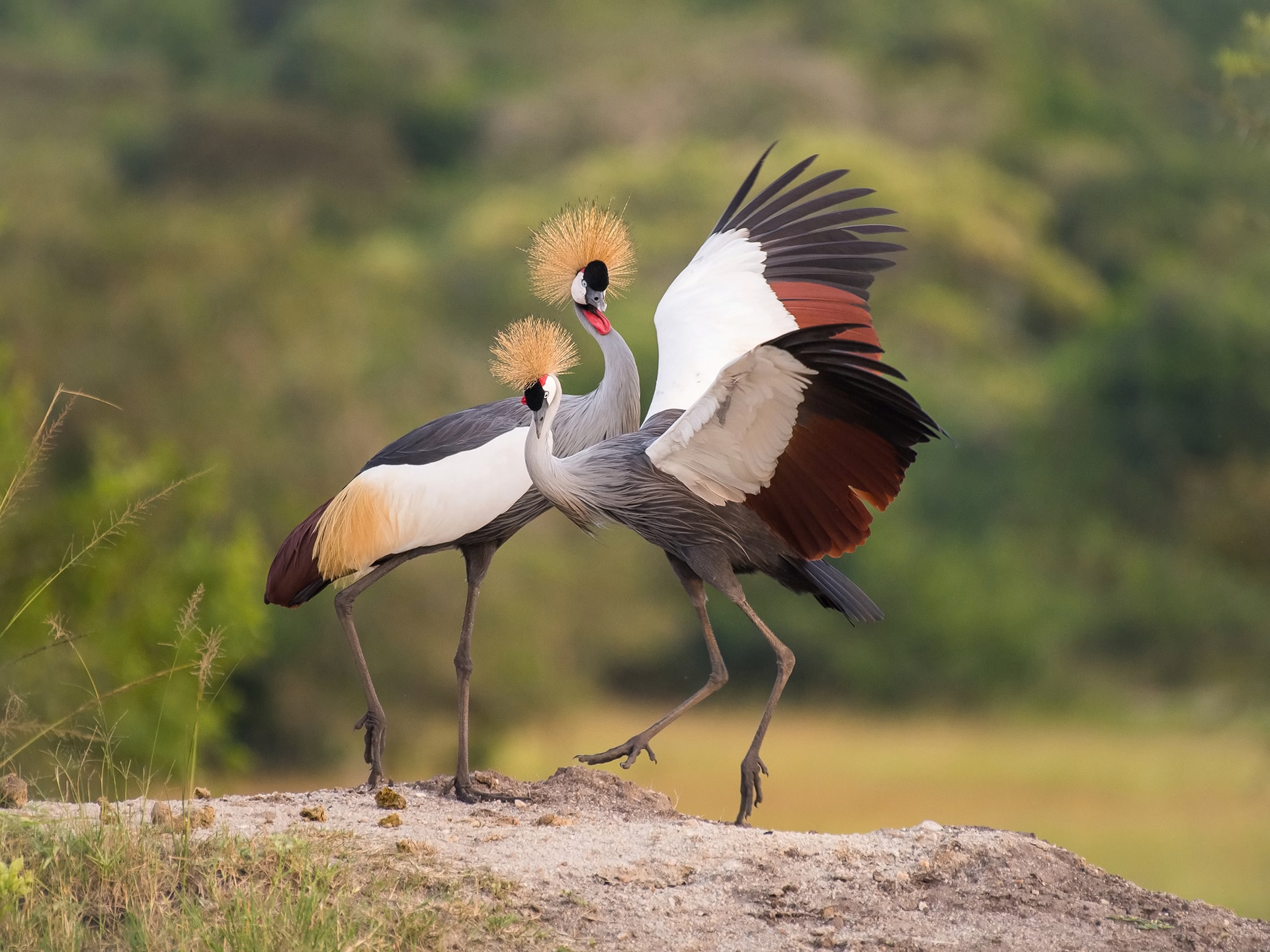 Wildlife identification charts 33 Grey Crowned Crane