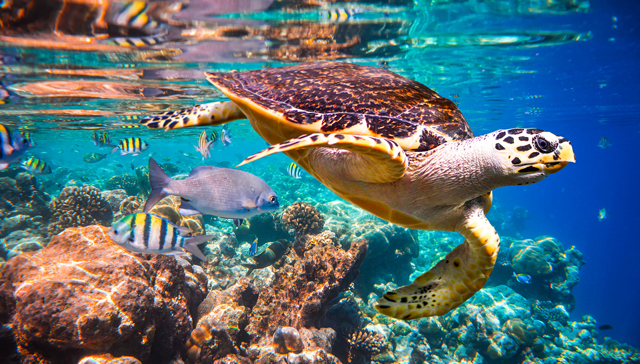 Wildlife identification charts 42 Hawksbill Turtle